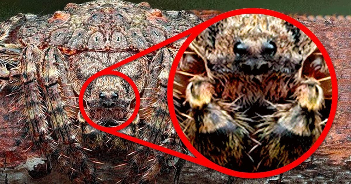 Animals with Super Camouflage That Really Exist
