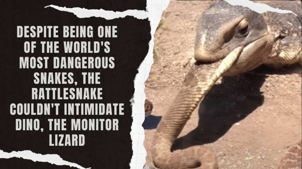 Monitor Lizard Chomps A Rattlesnake 