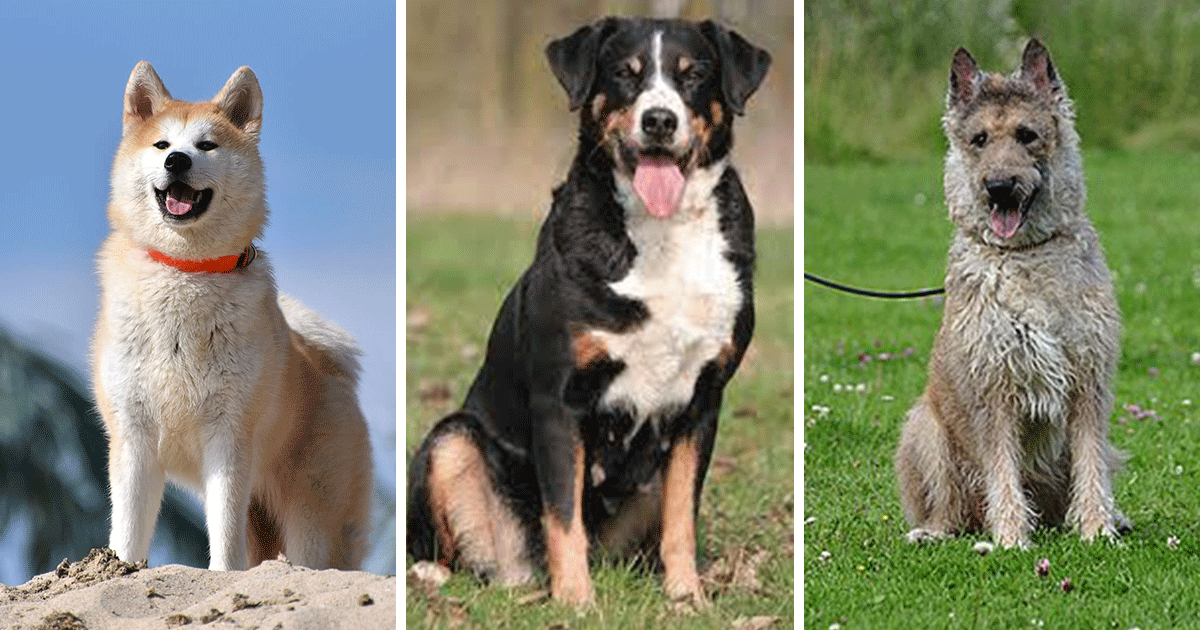 Dog Breeds Ready To Guard You With Their Life